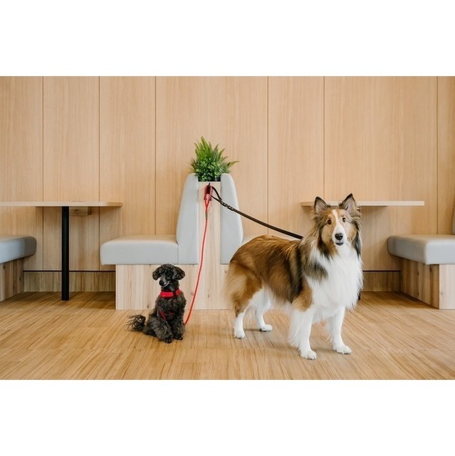 ペットラウンジのベンチ席で過ごす2匹の犬